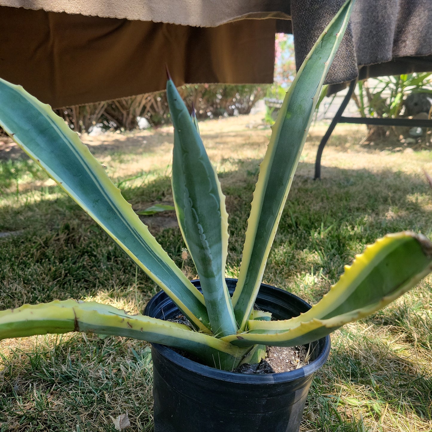 Agave Americana Var. 3 Gal