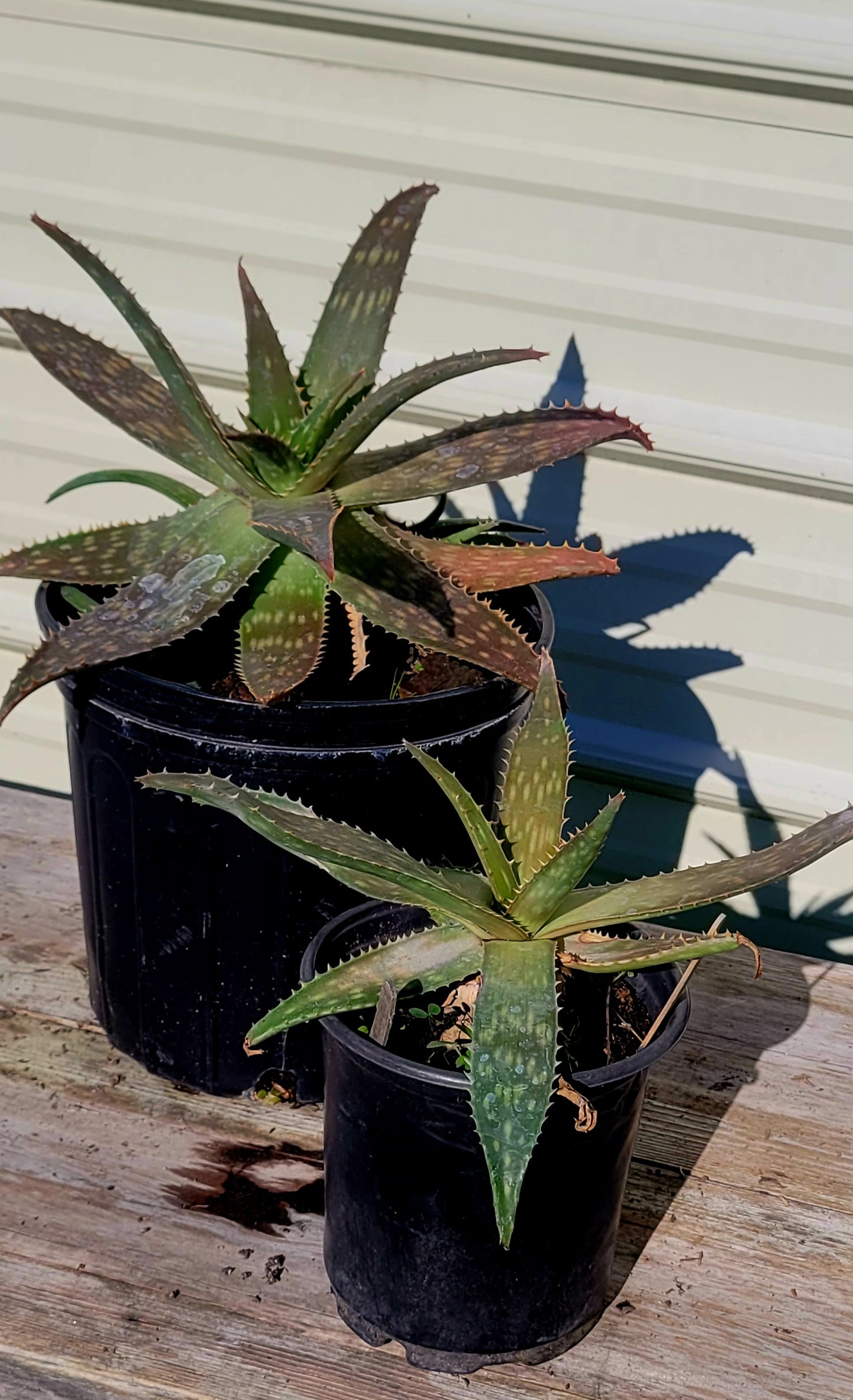 Aloe Maculata 1 Gal