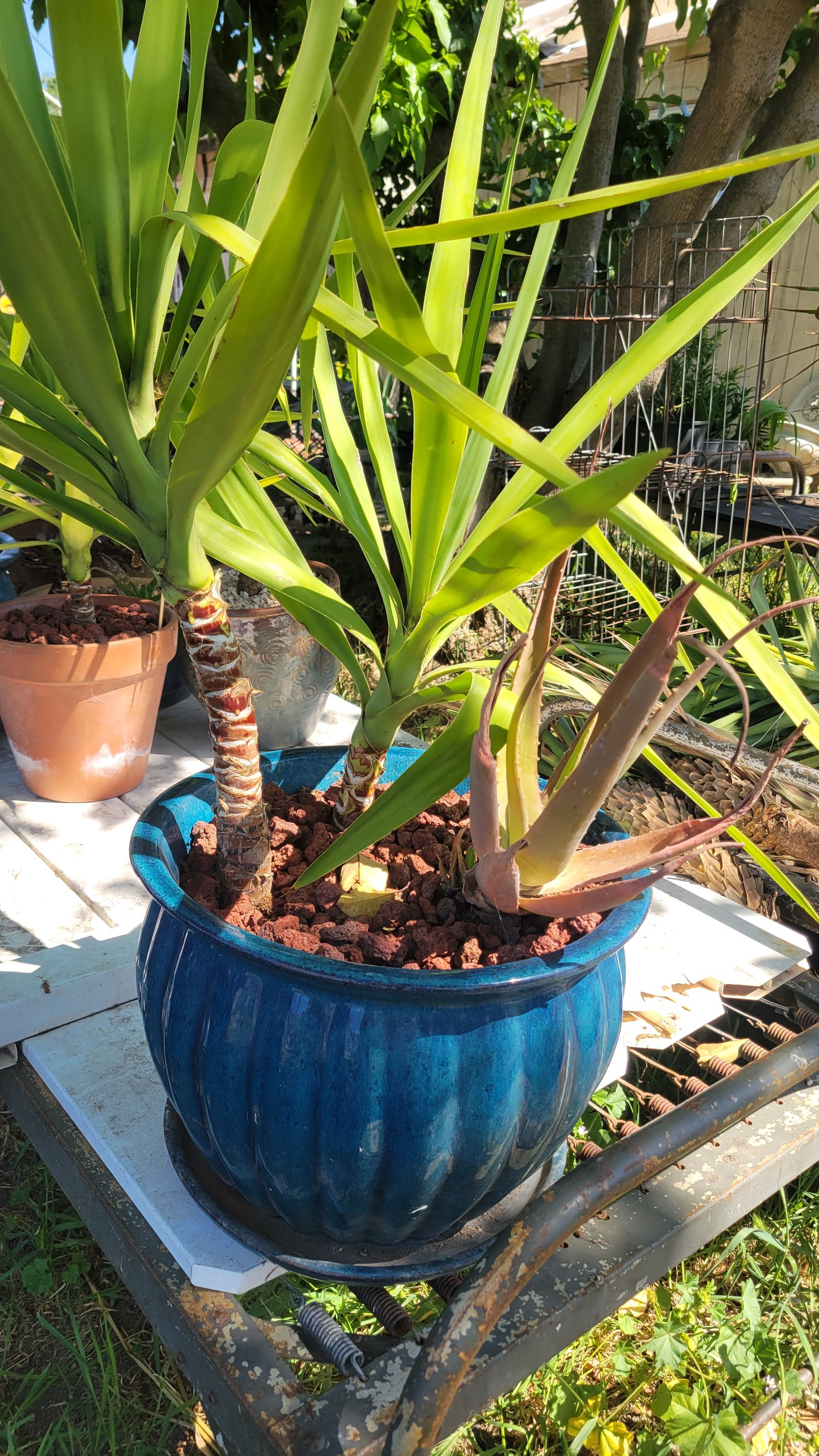 Potted Succulent $45