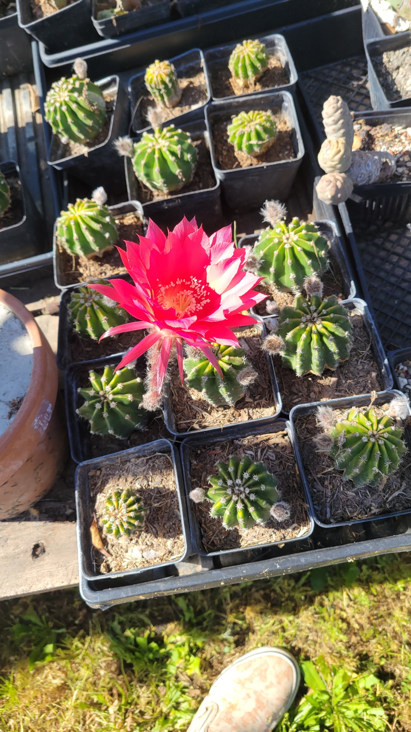 Echinopsis 4"