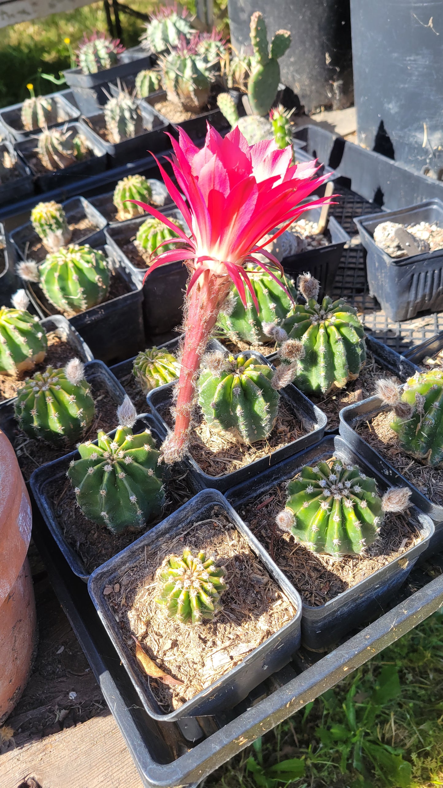 Echinopsis 4"