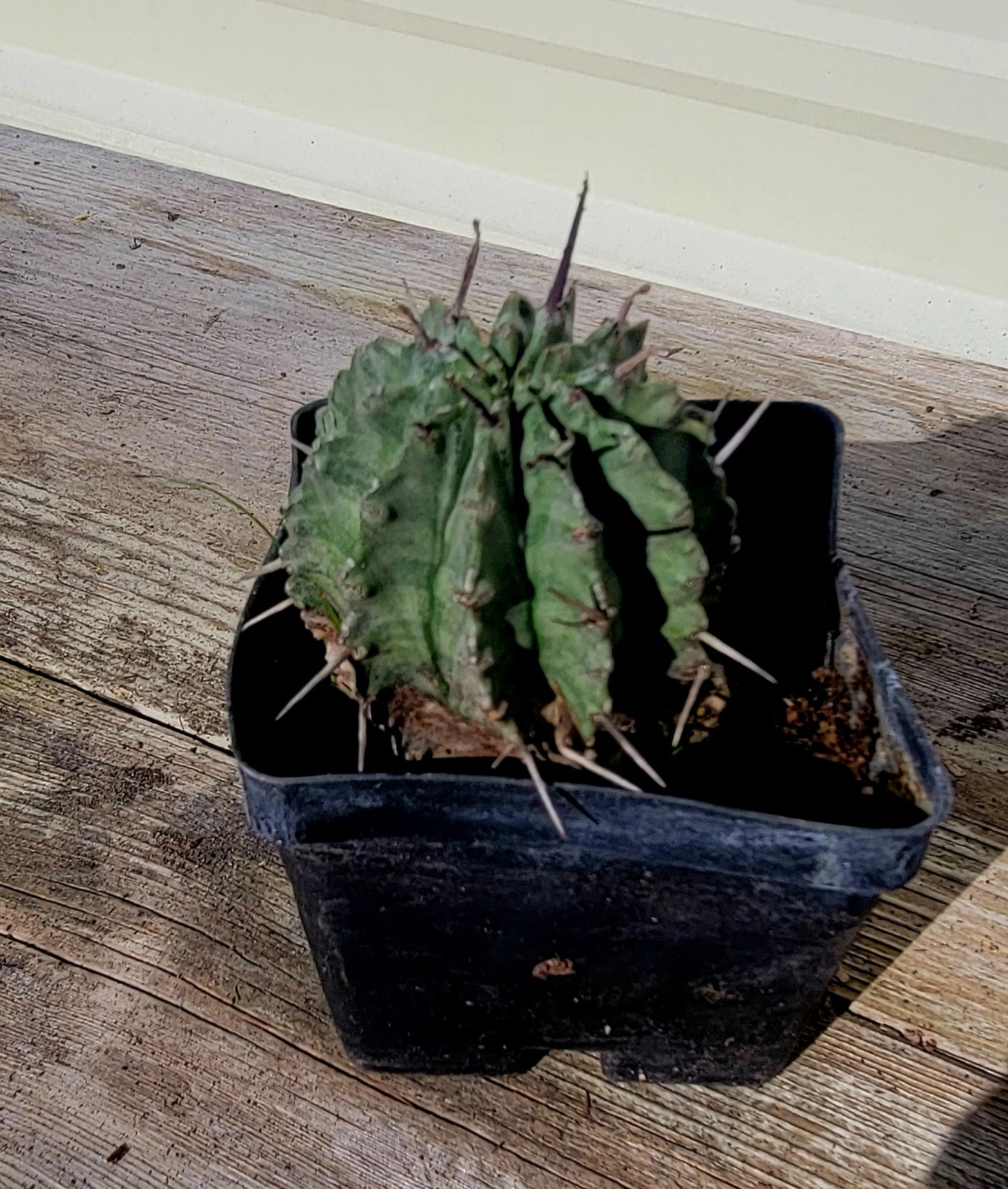 Euphorbia Horrida 4"