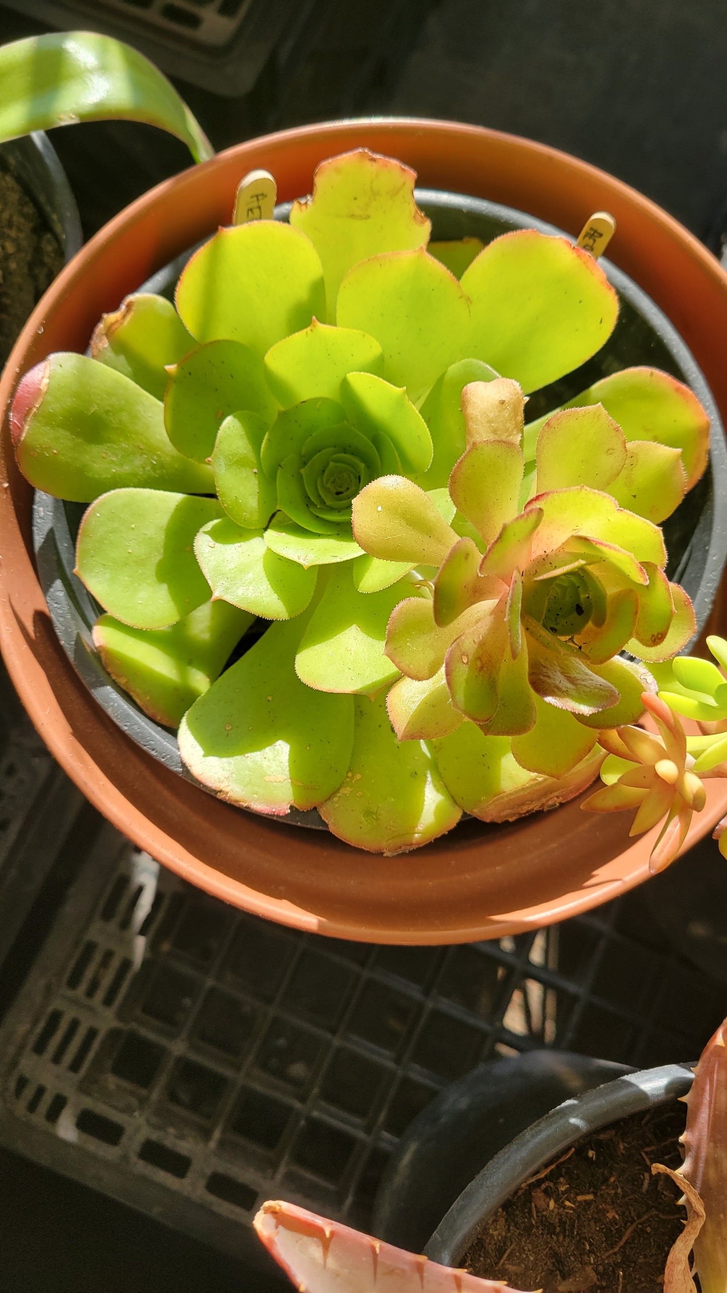 Aeonium Canariense 1 gal