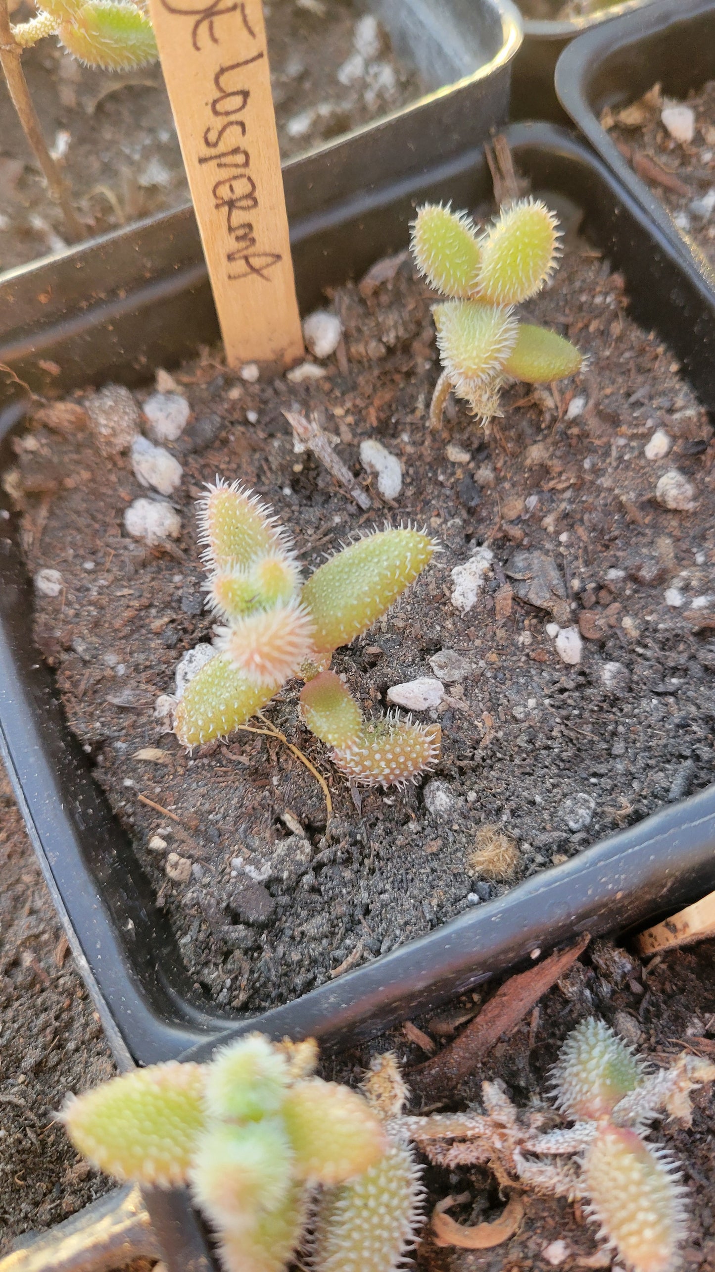 Delosperma Echinatum 4"