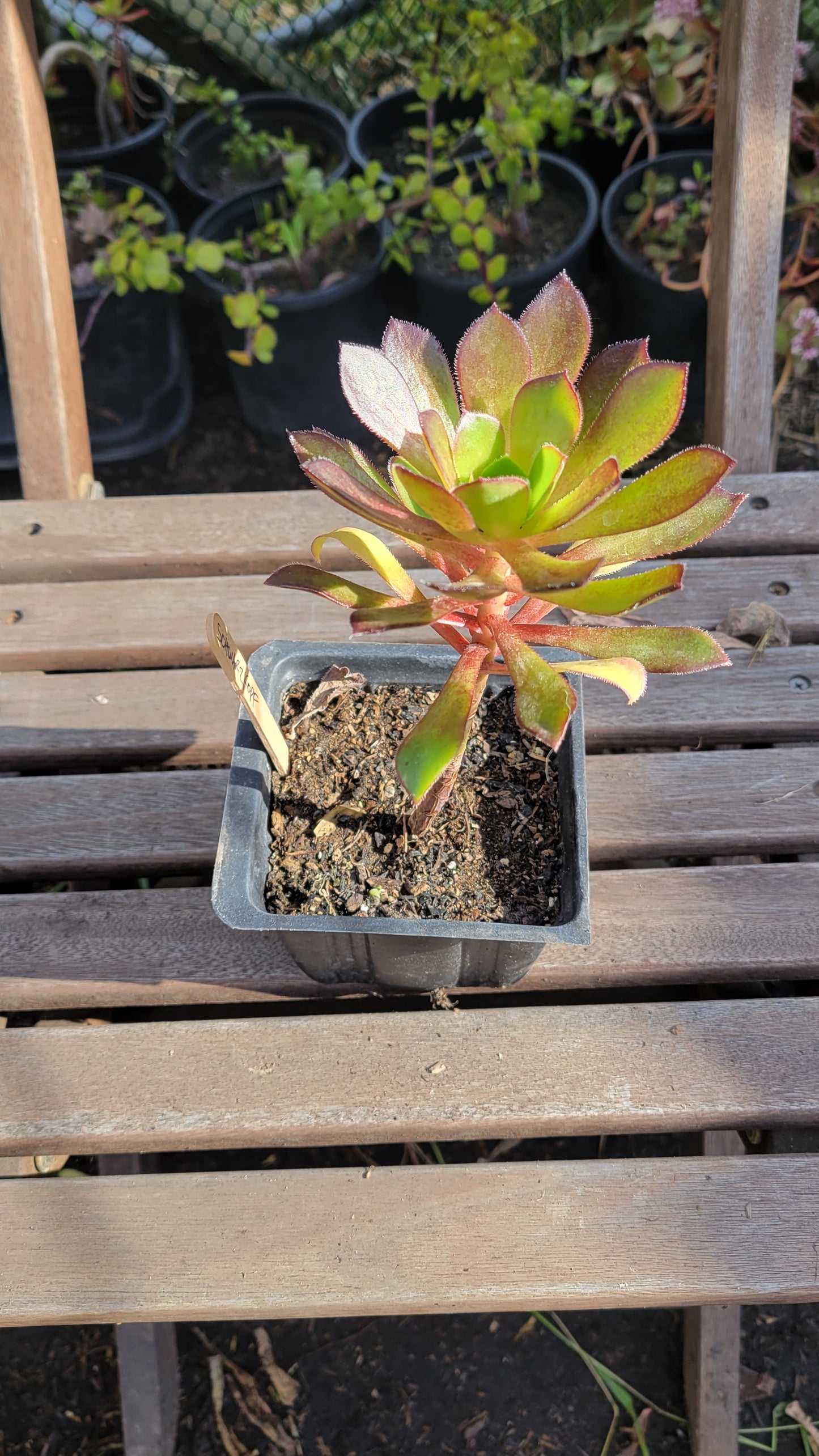 Aeonium Schwartzkopf 4"