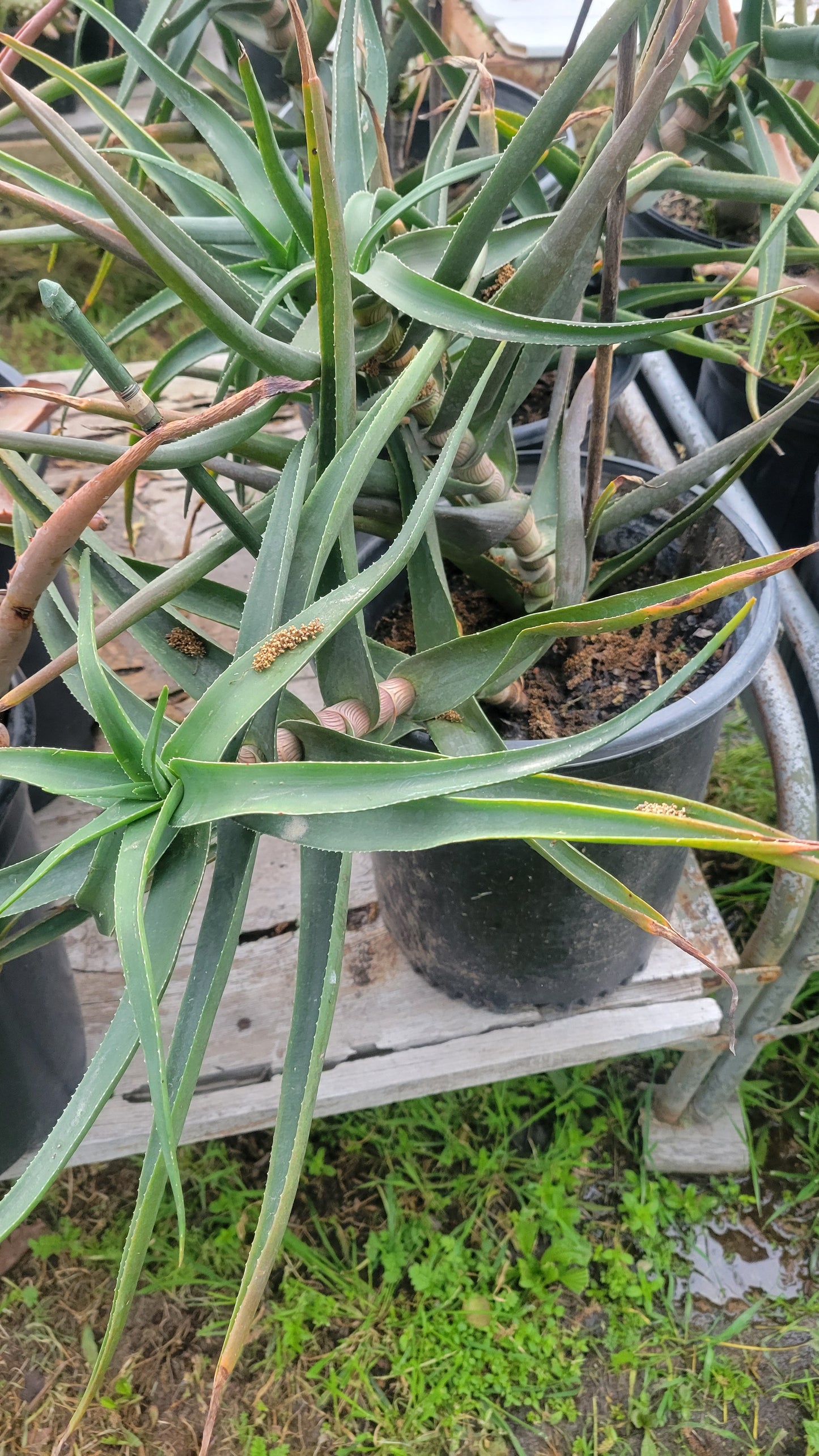 Aloe Ciliaris 5 gal