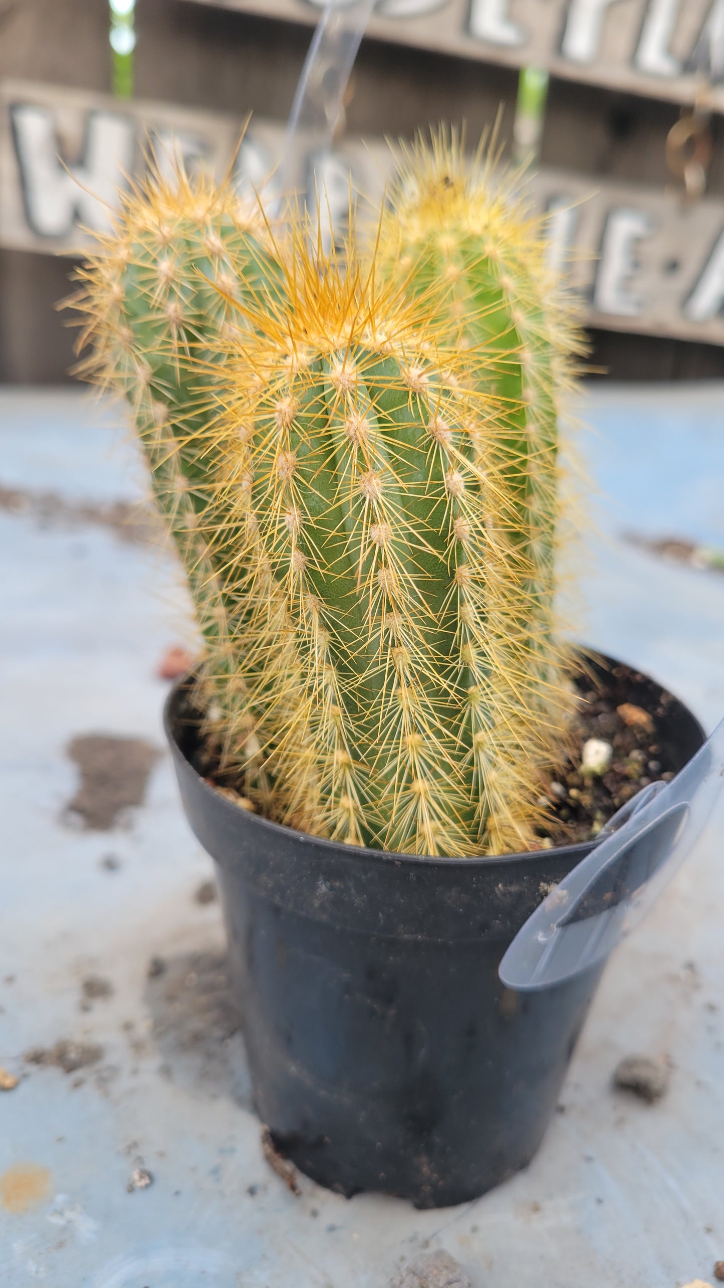 Pilocereus pachycladus 4"