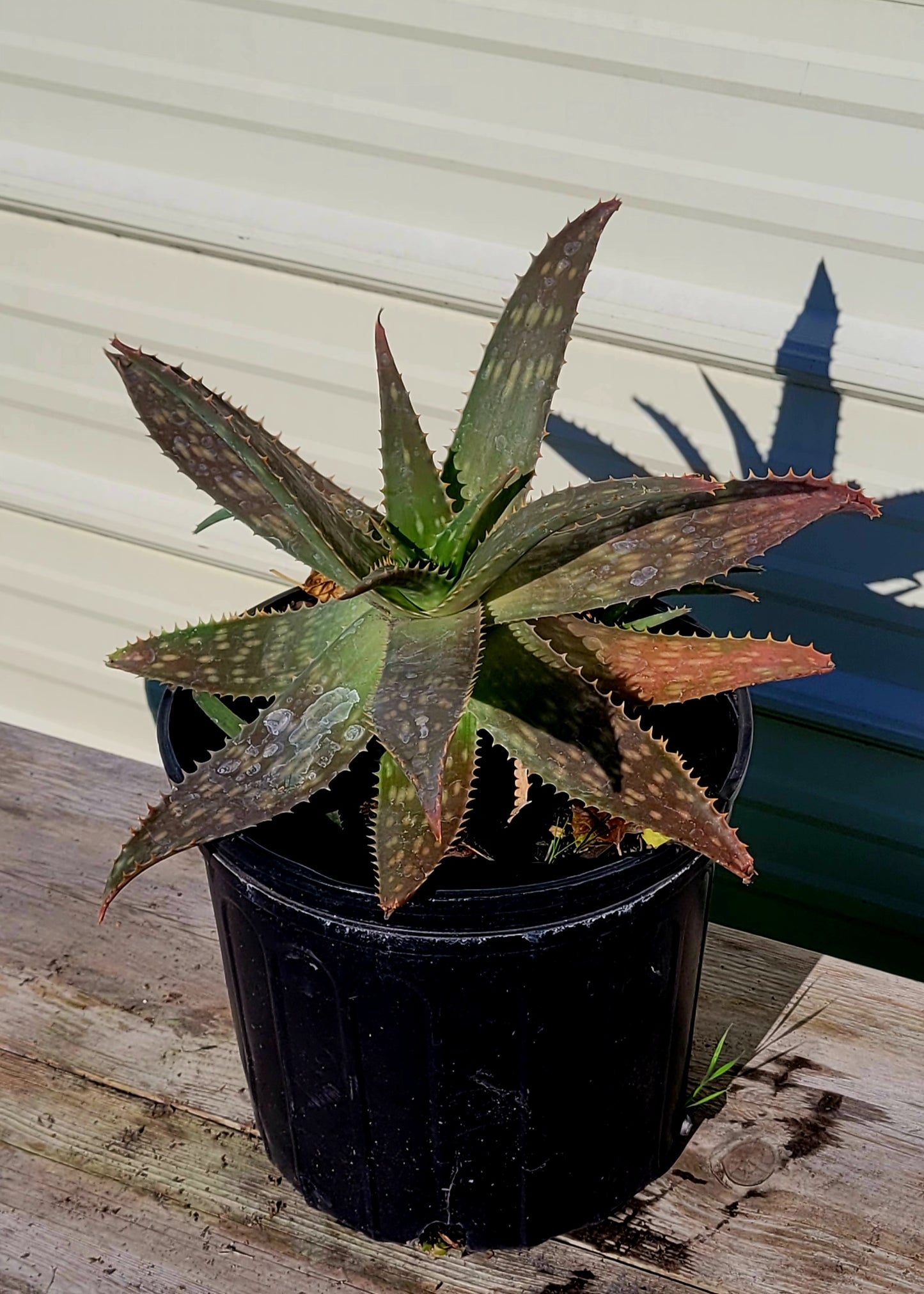 Aloe Maculata 15 Gal
