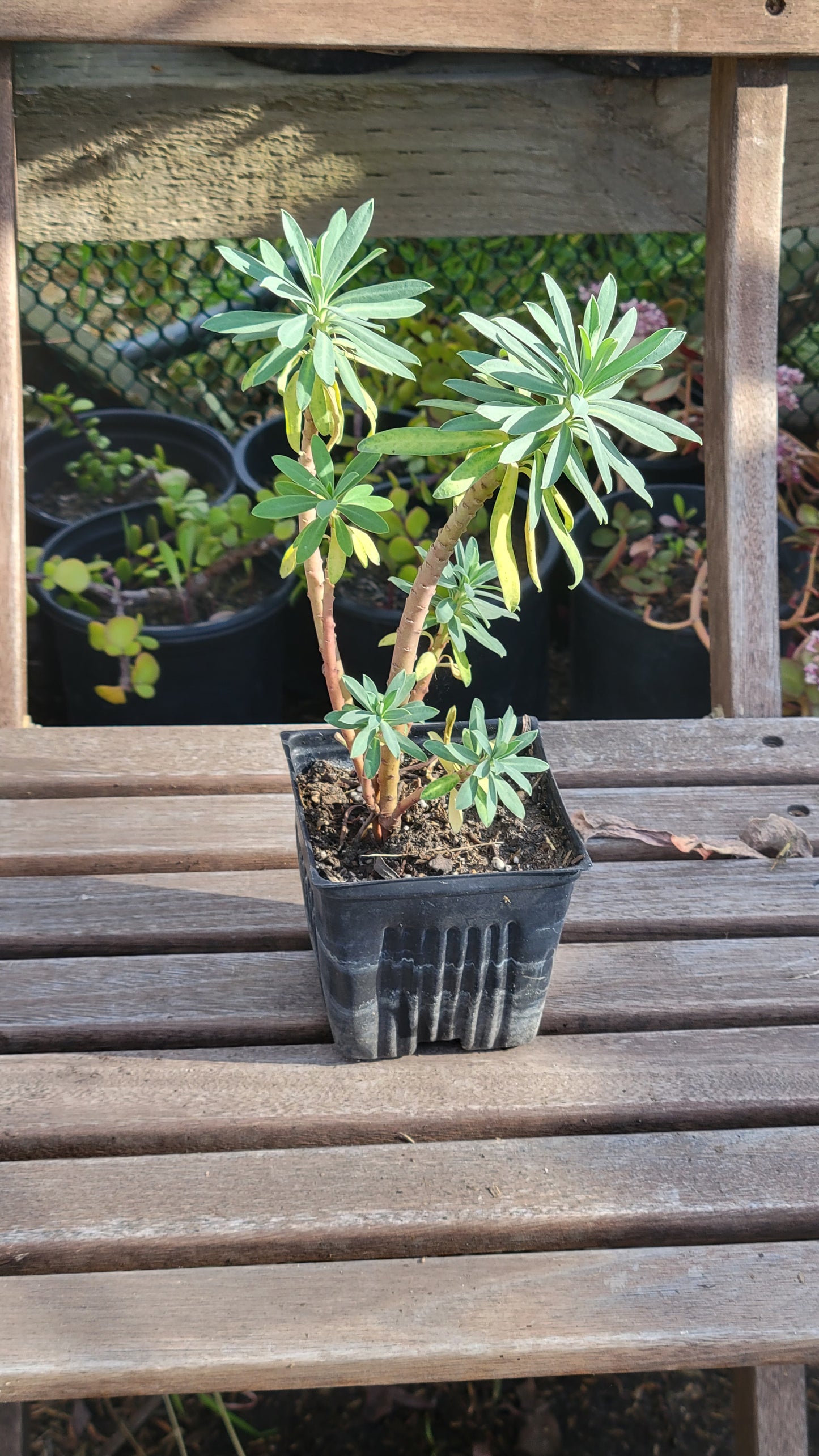 Euphorbia Characias 4"