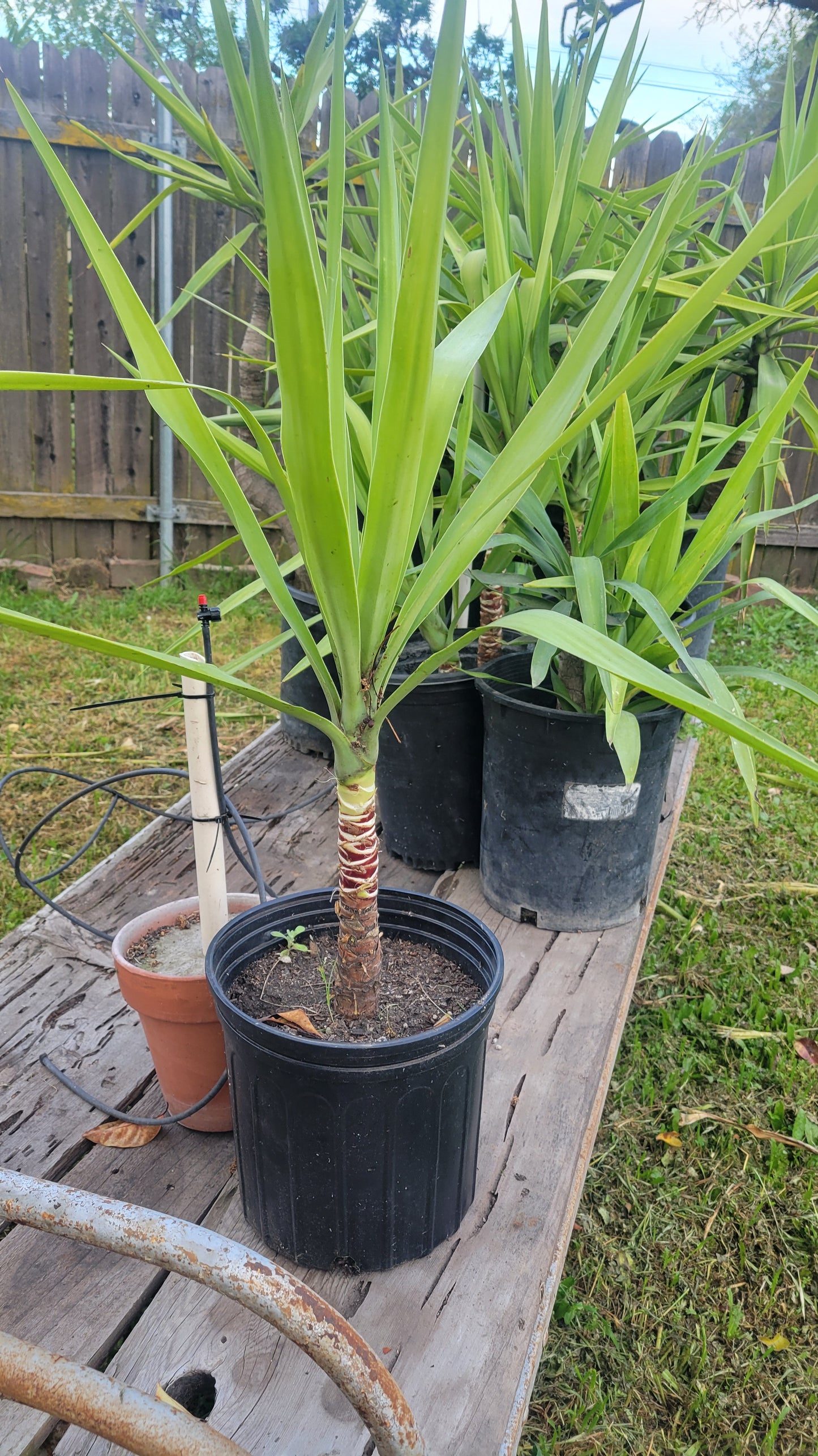 Yucca Elephantipes 3 Gal