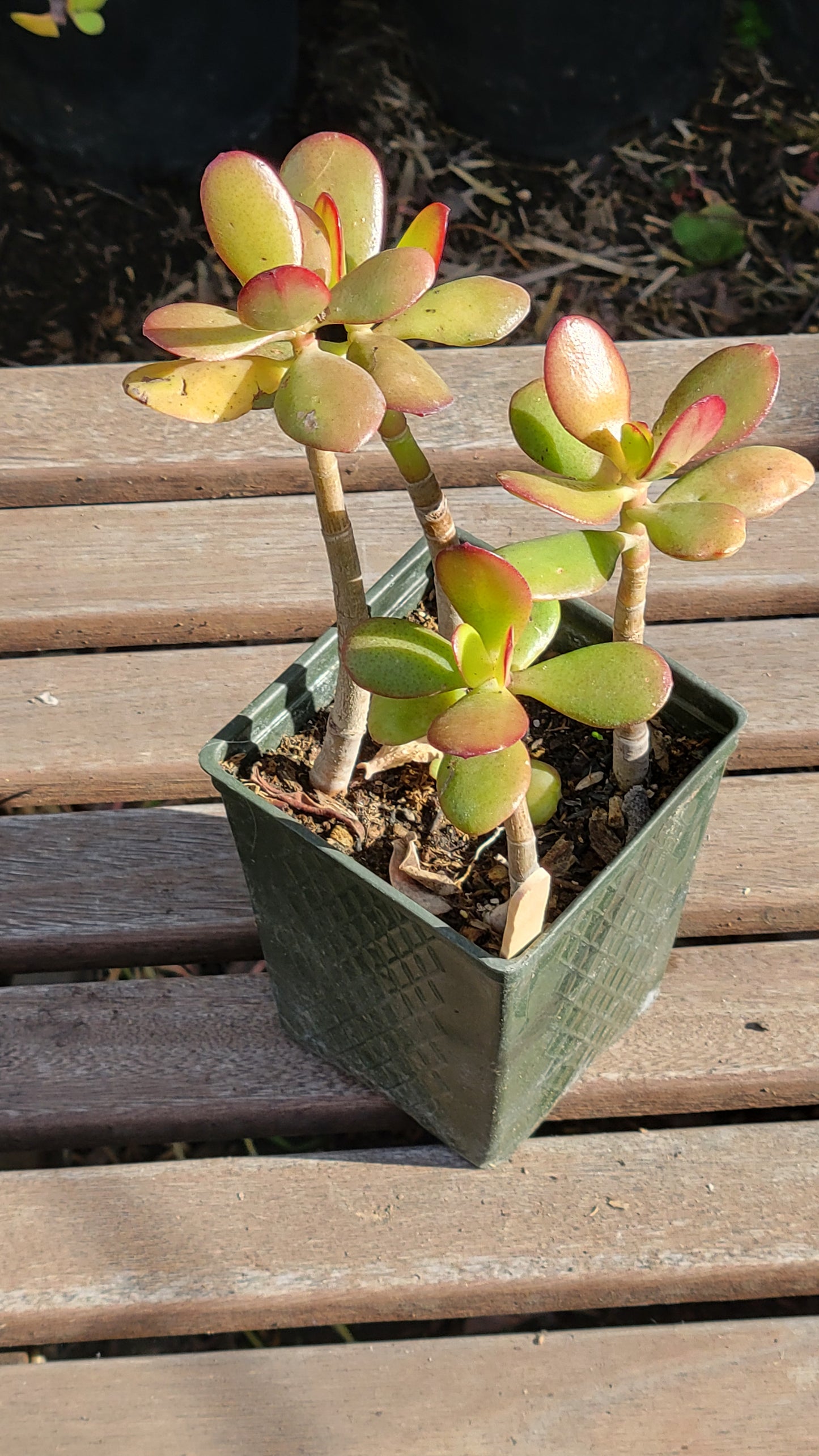 Crassula Ovata 4"