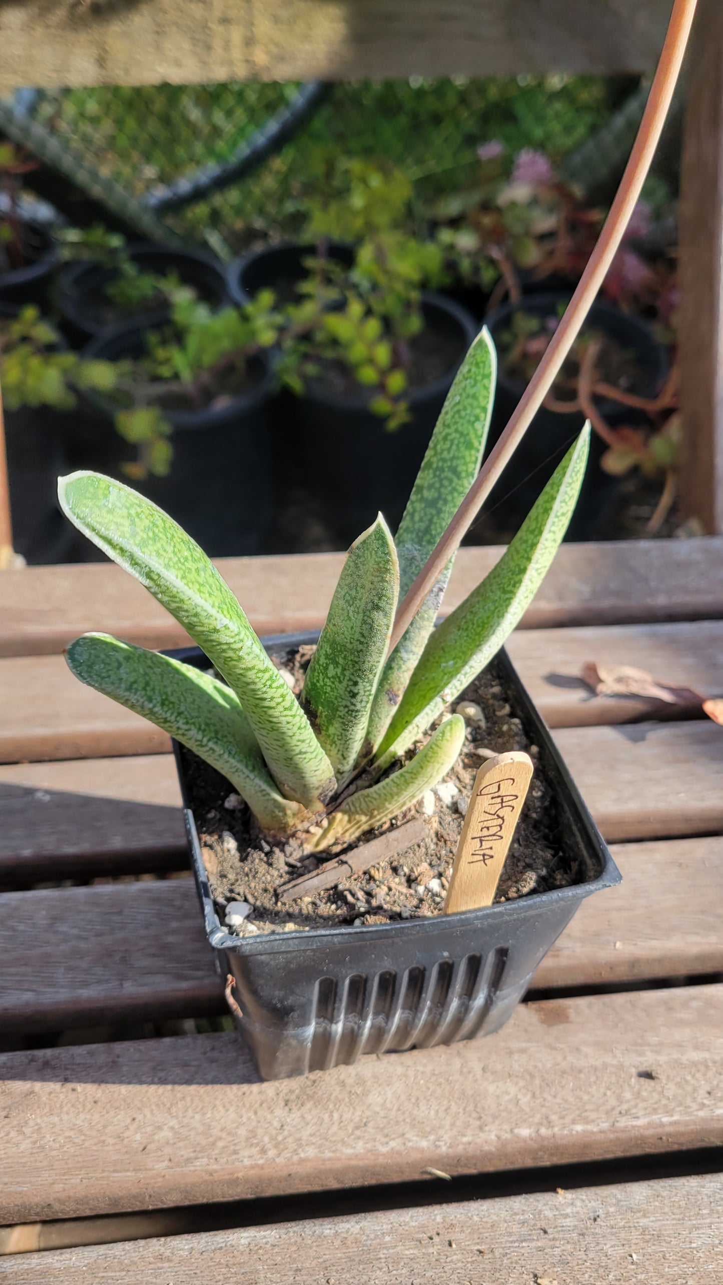 Gasteria Acinafolia 4"