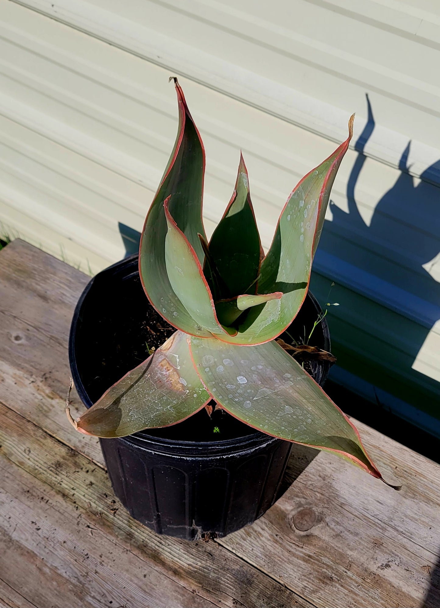 Aloe Striata 3 Gal