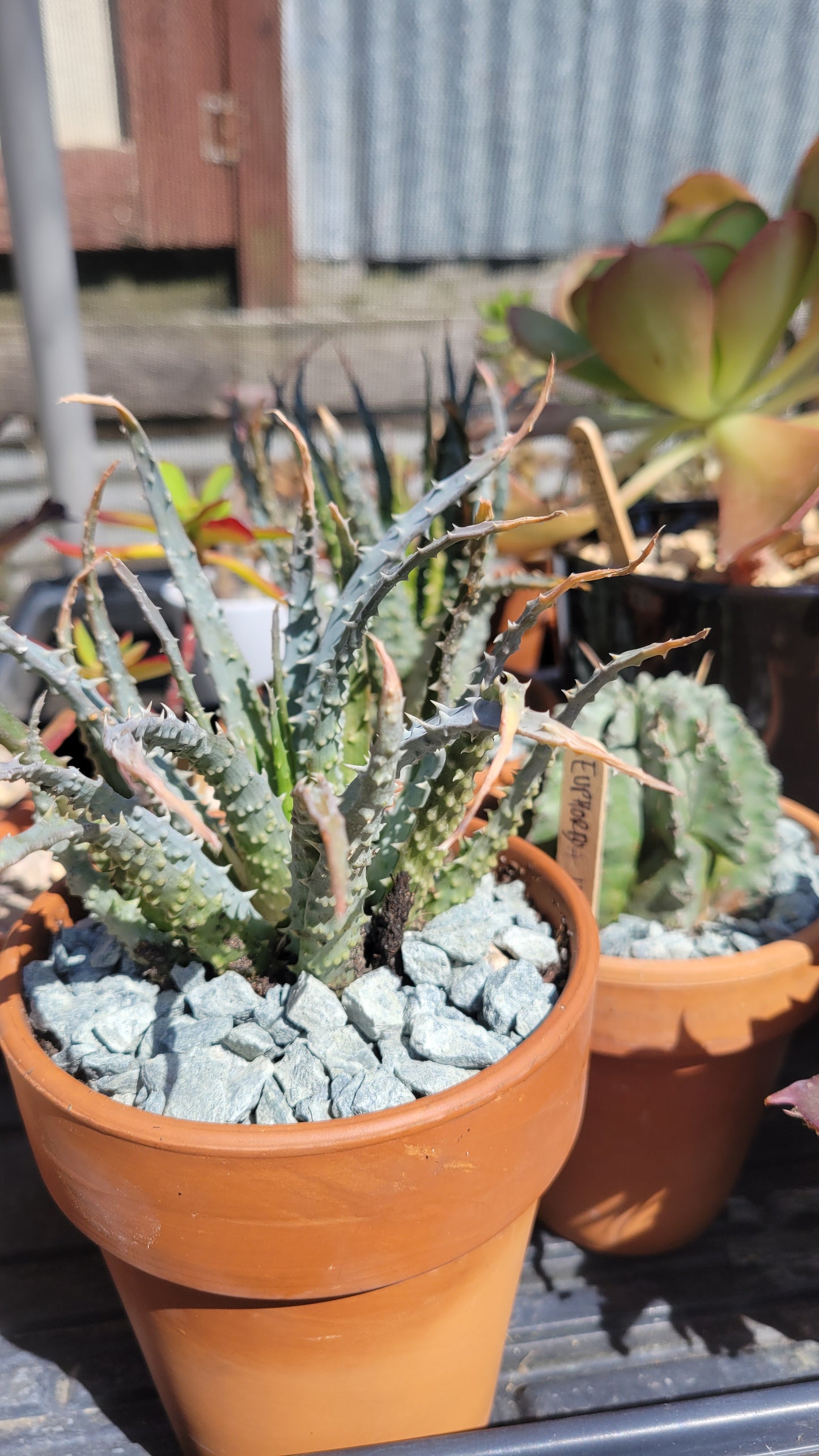 Potted Succulent $10