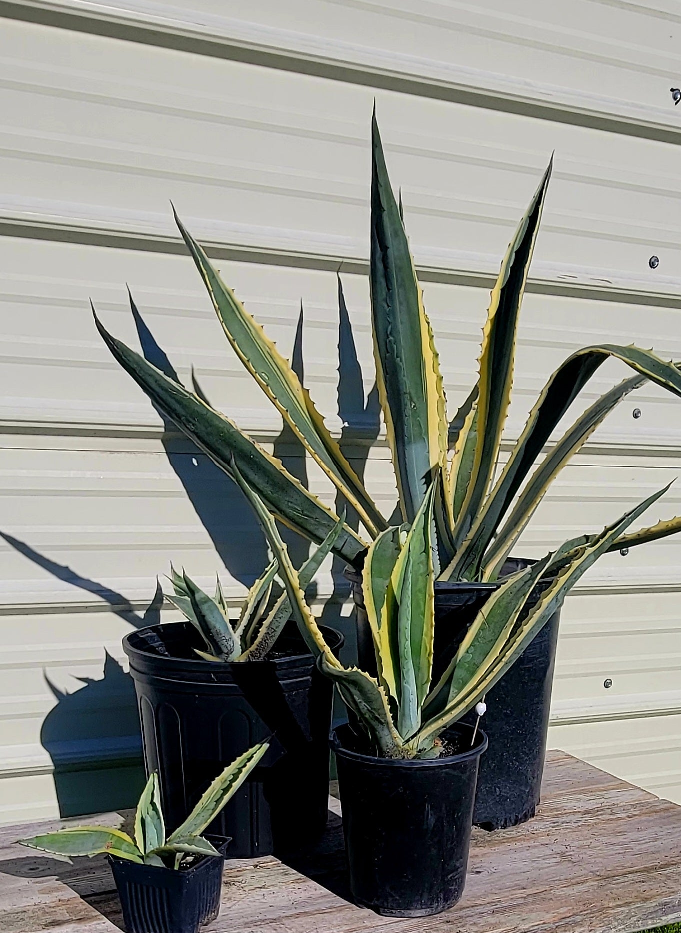 Agave Americana Var. 5 gal