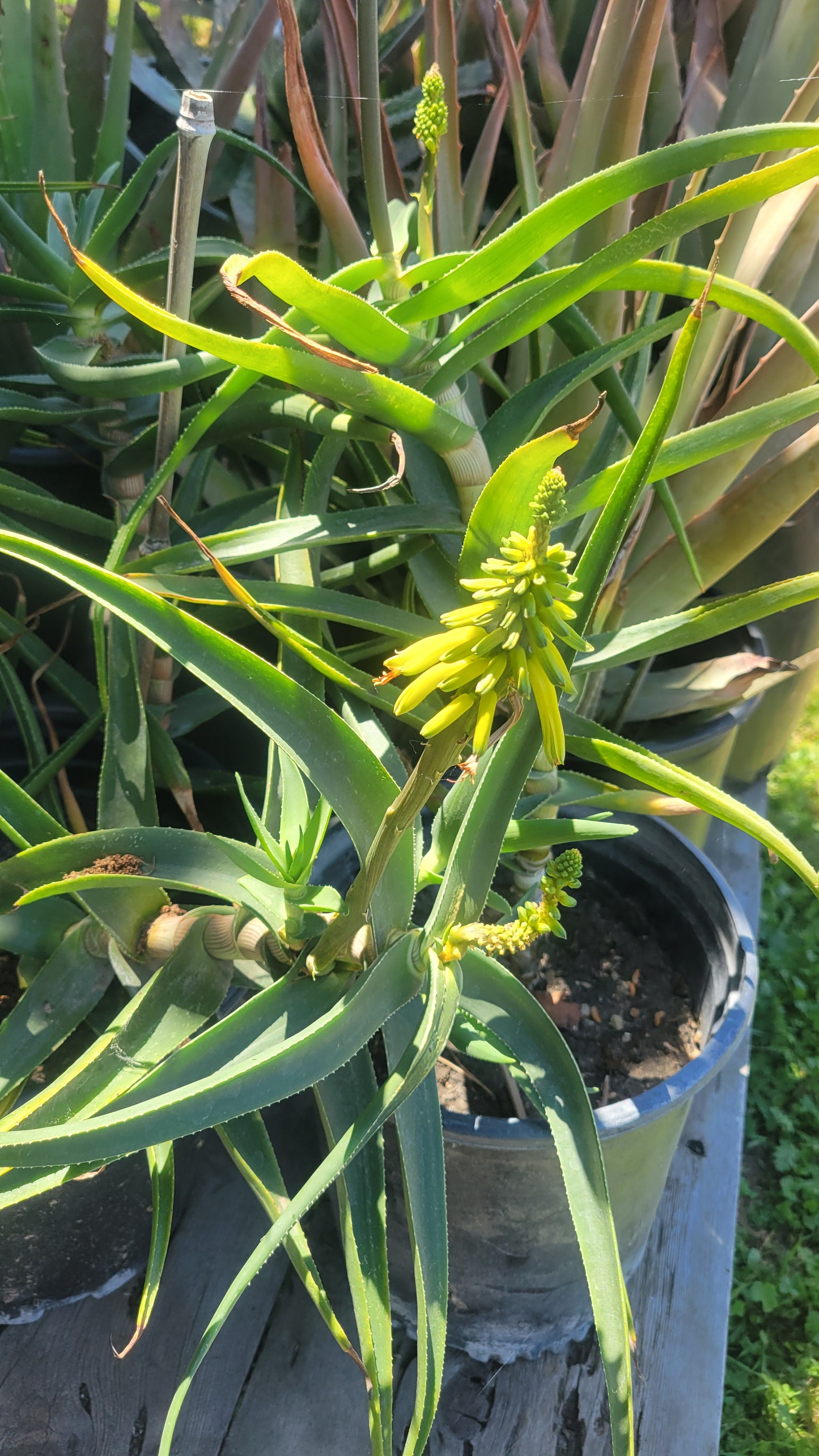 Aloe Striatula 4"