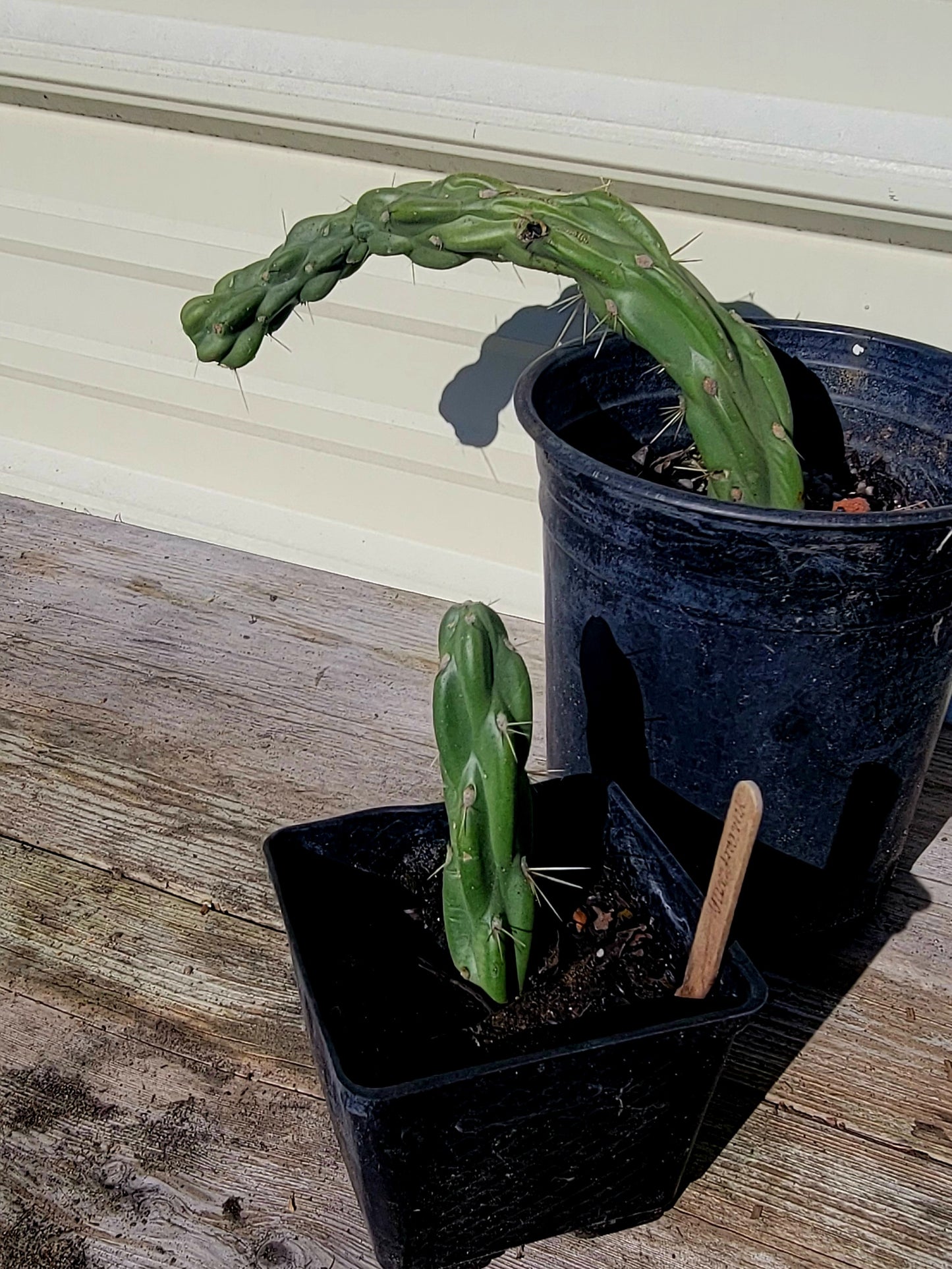 Cylindropuntia Imbricata 1 Gal