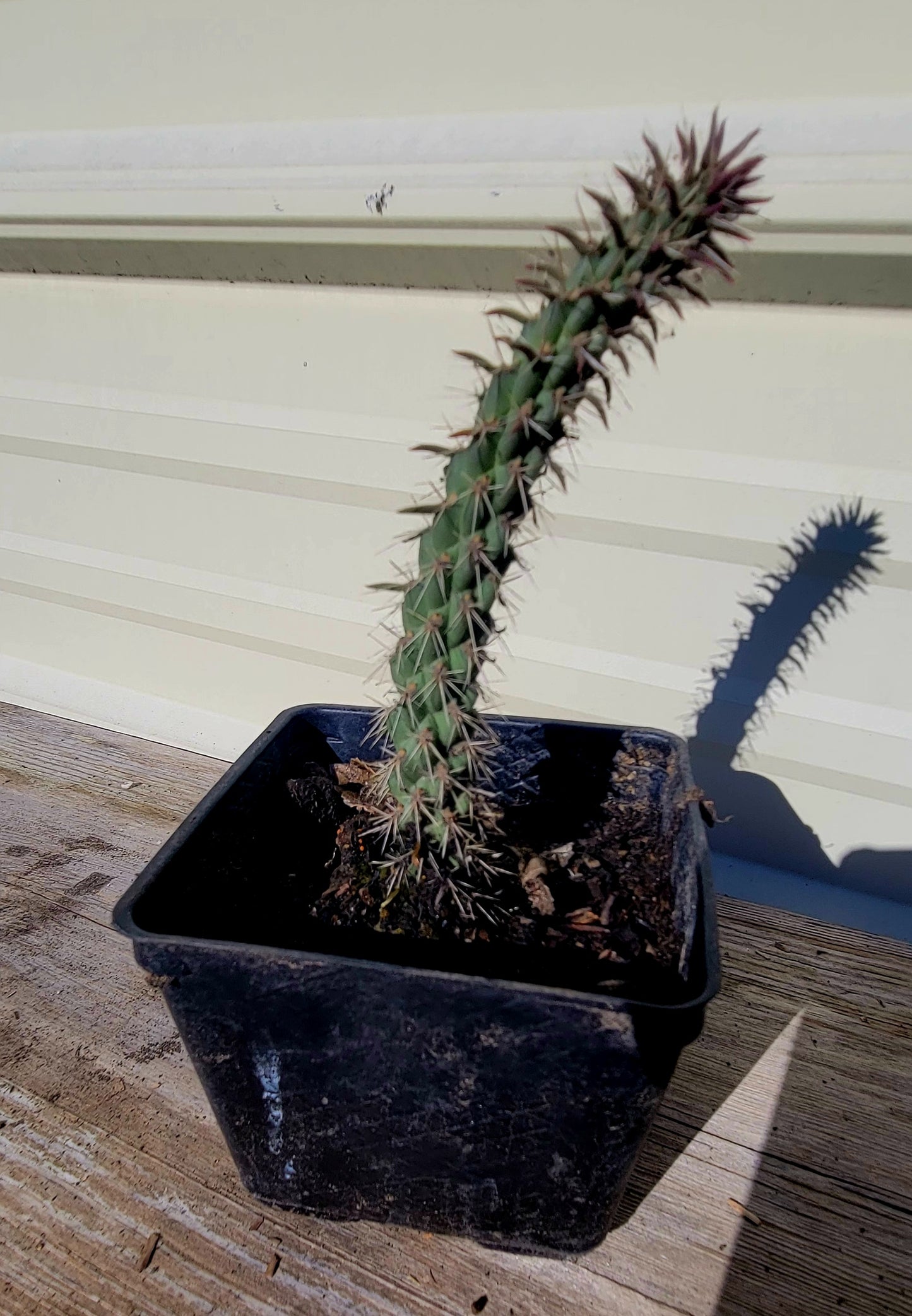 Cylindropuntia spinosior 4"