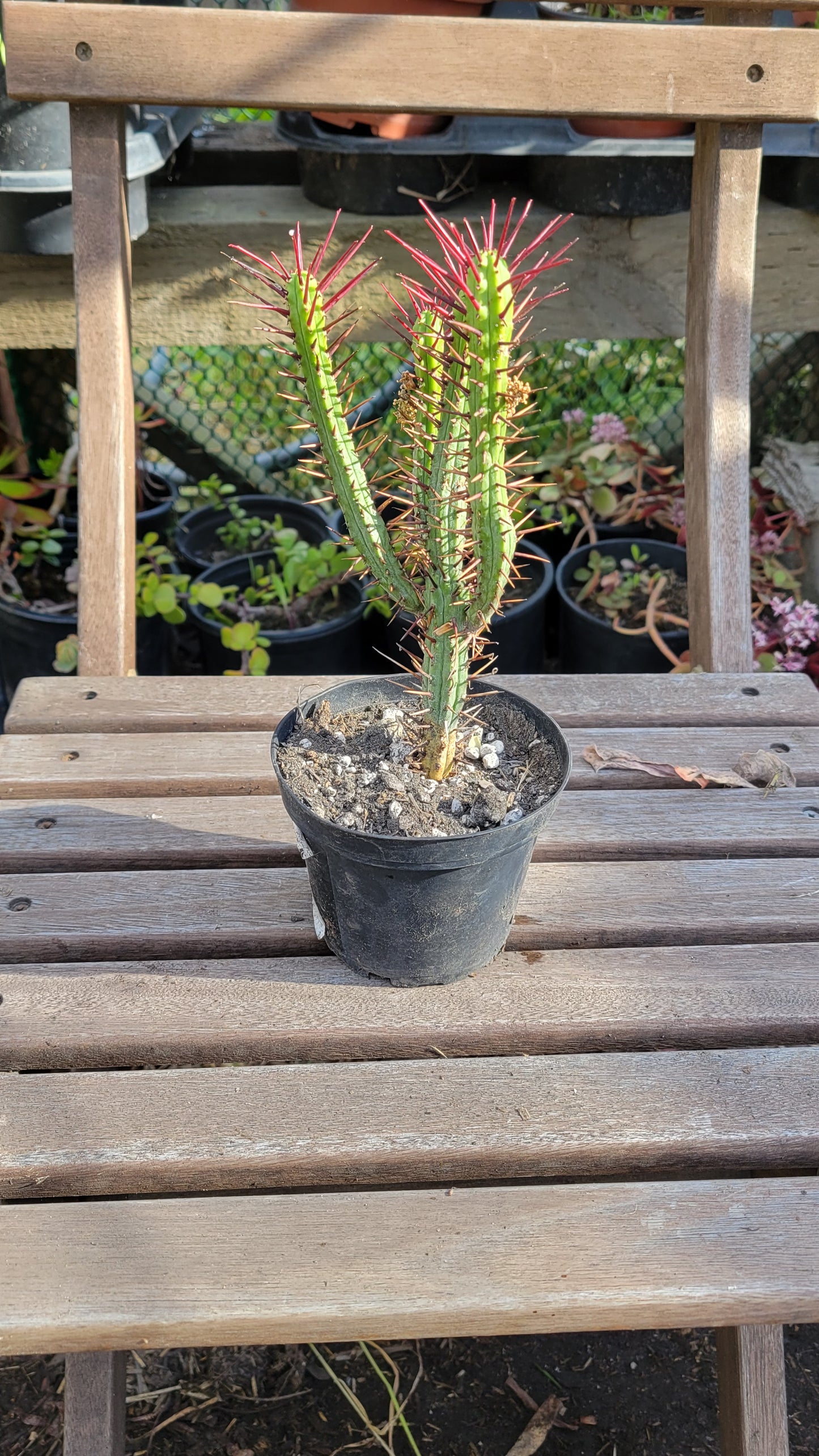 Euphorbia Enopla 4"
