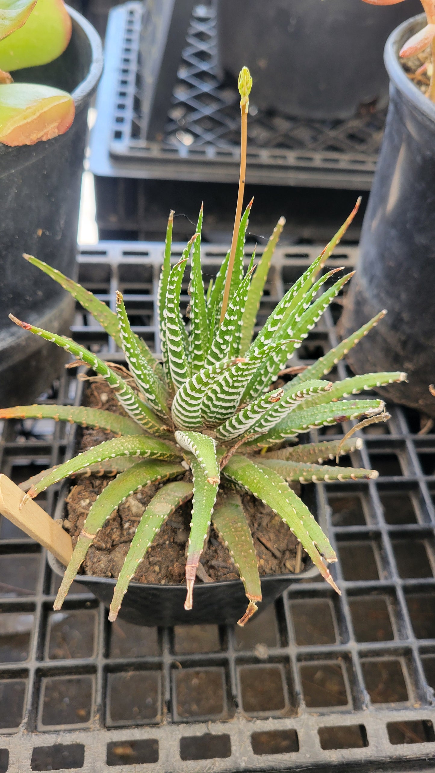 Haworthia Fasciata 4"