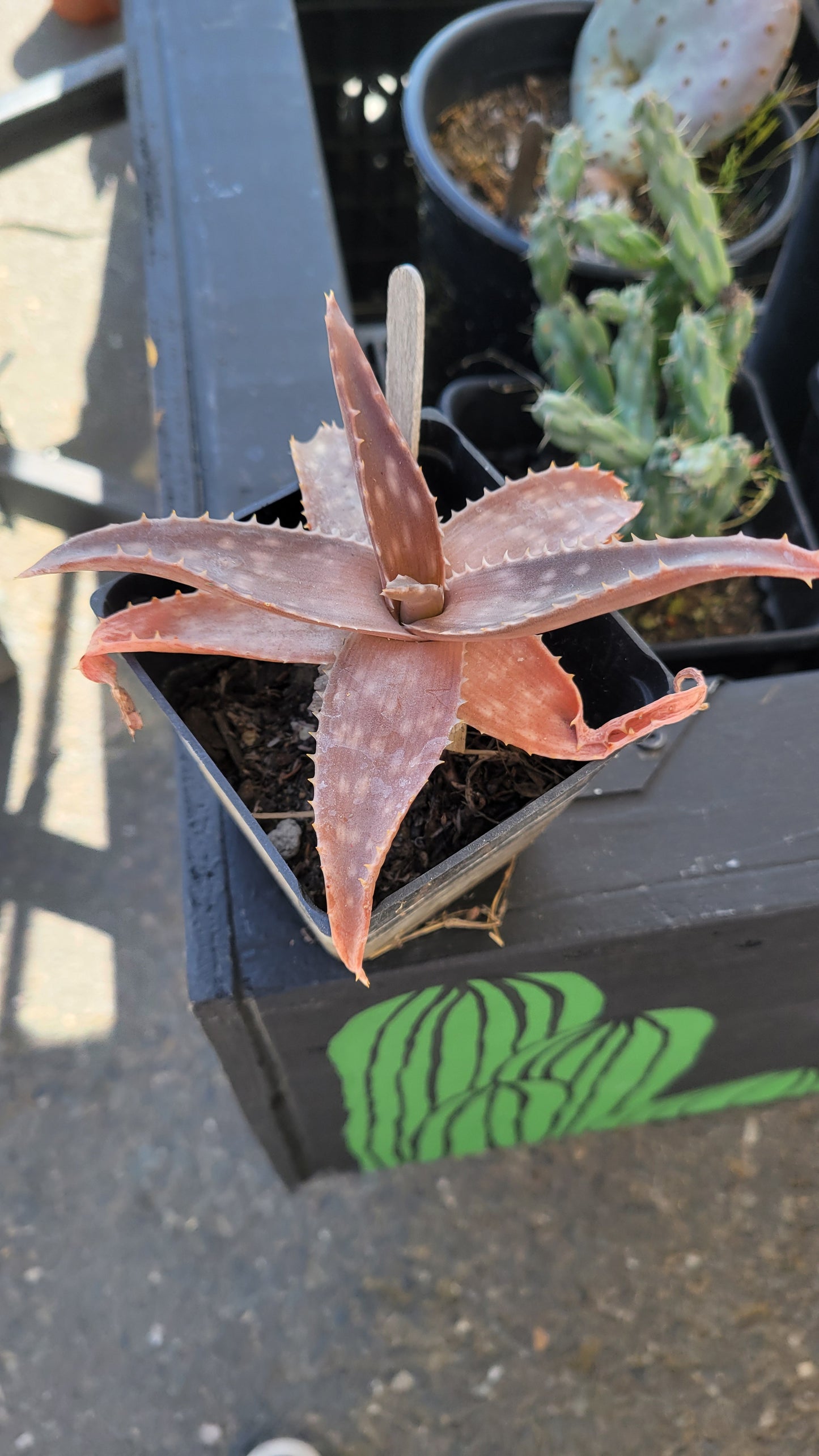 Aloe Maculata 4"