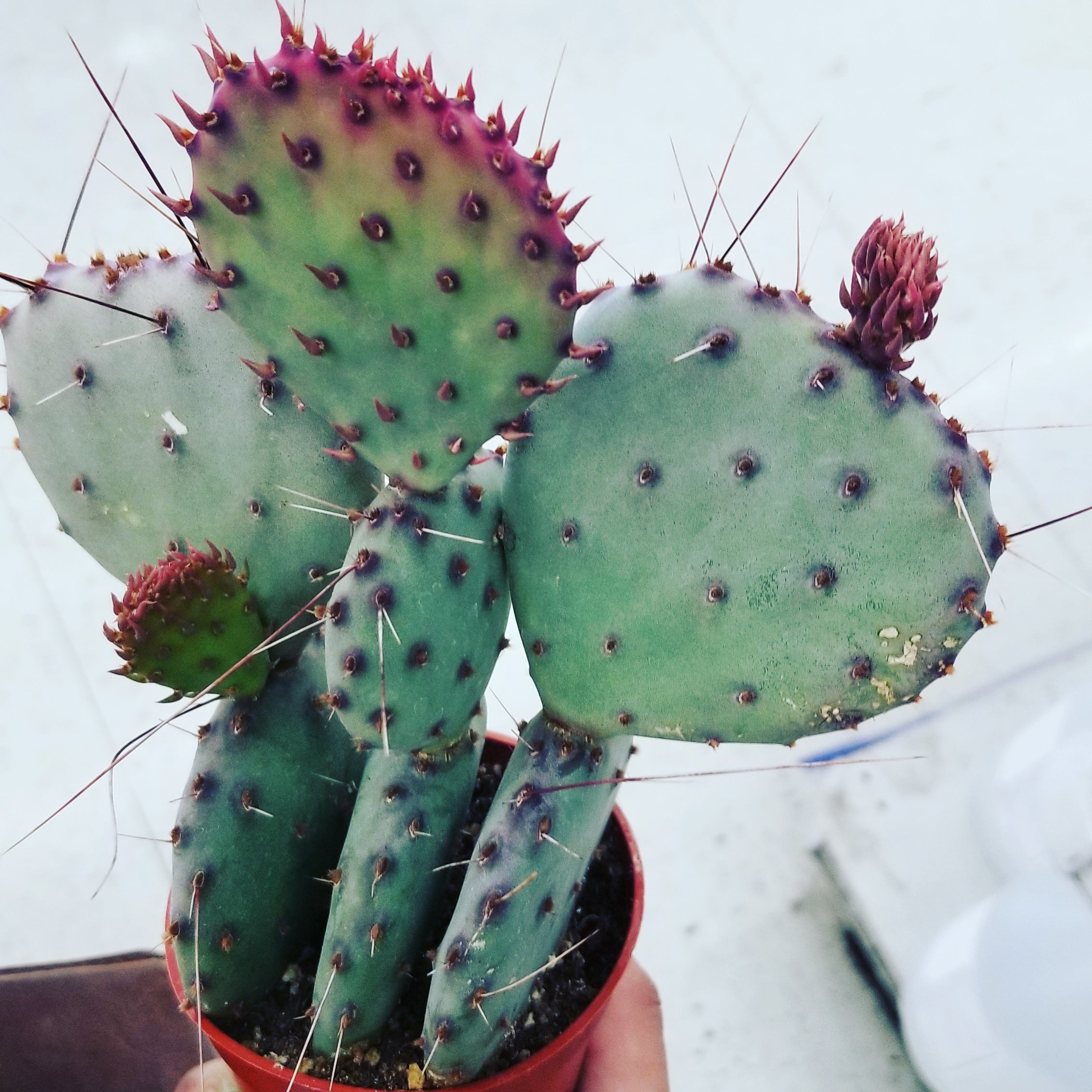 2 Gal Opuntia Santa Rita – Panzer Plants