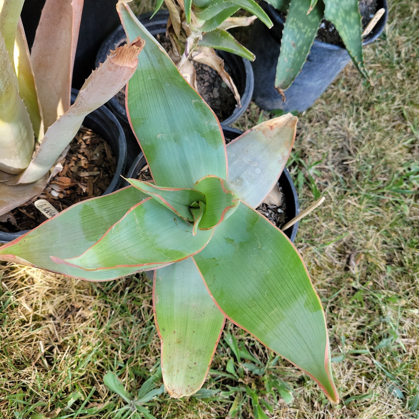 1 Gal Aloe Striata