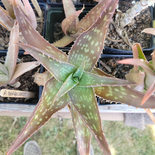 4" Aloe Maculata