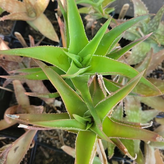 4" Aloe Ciliaris