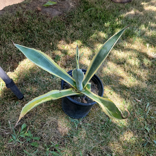 2 Gal Agave Americana Varigated