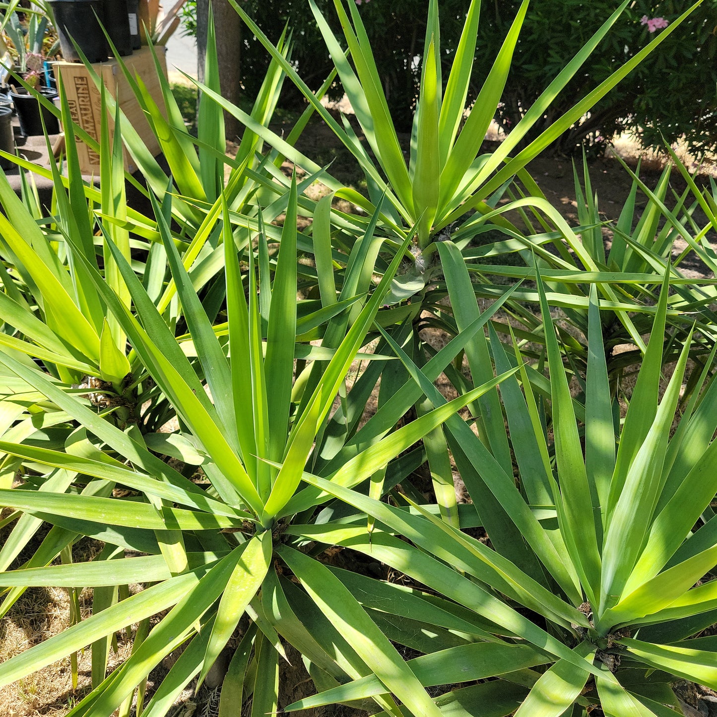 1 Gal Yucca Elephantipes