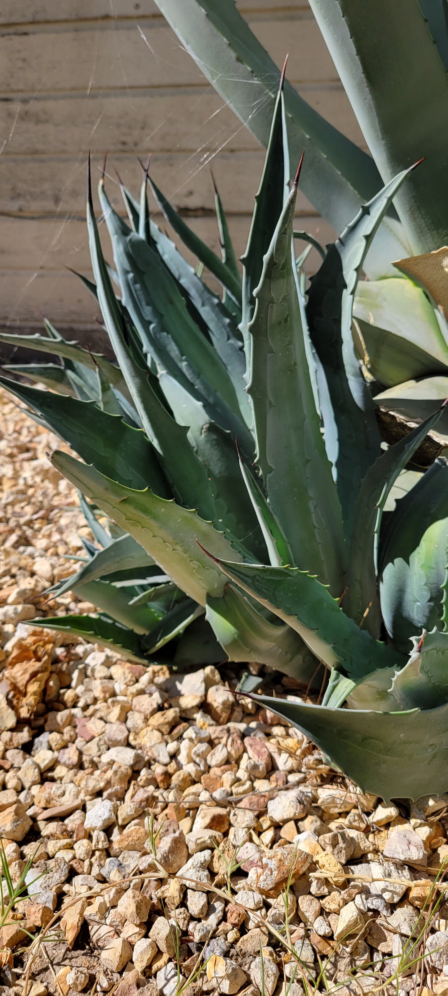 1 Gal Agave Americana