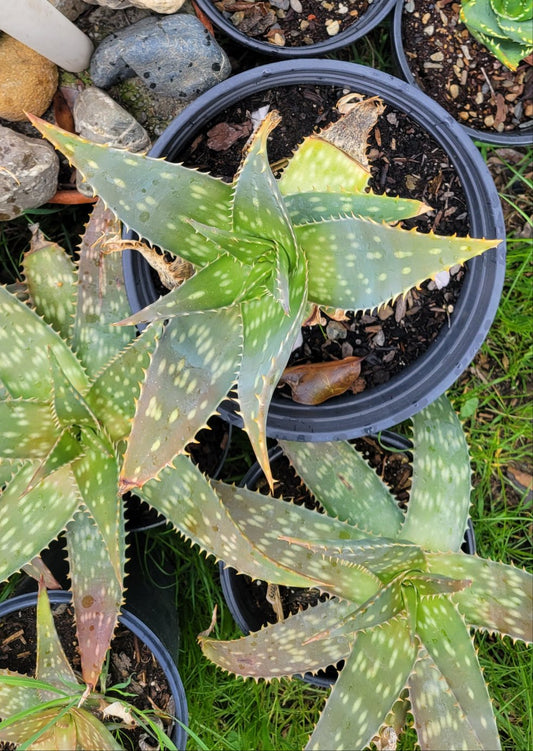 2 Gal Aloe Maculata