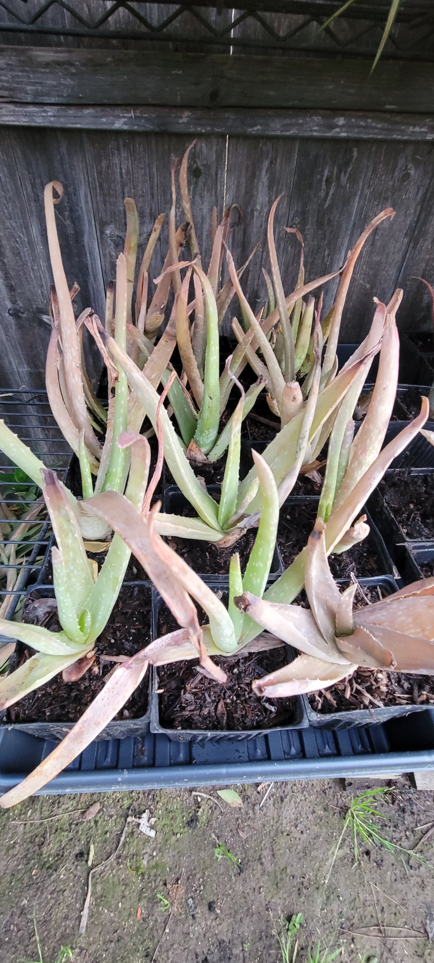 Aloe Barbadensis 4"