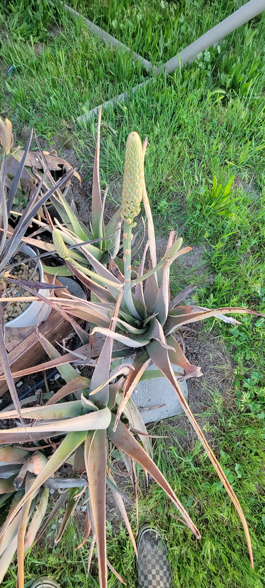 1 Gal Aloe Barbadensis