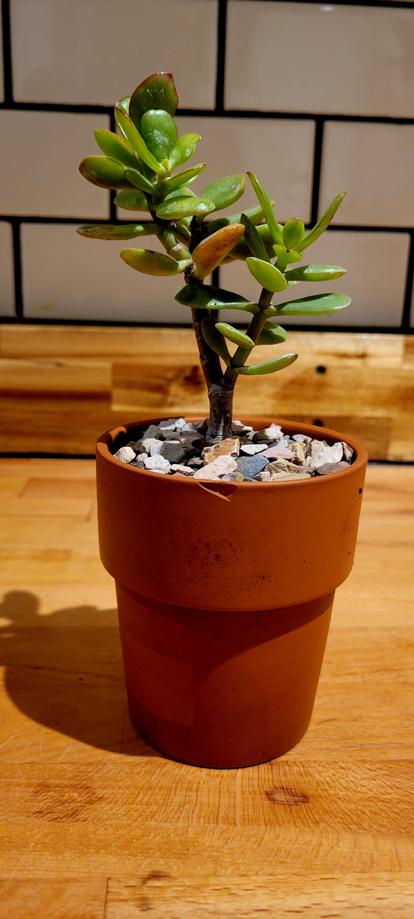 4" Jade Plant