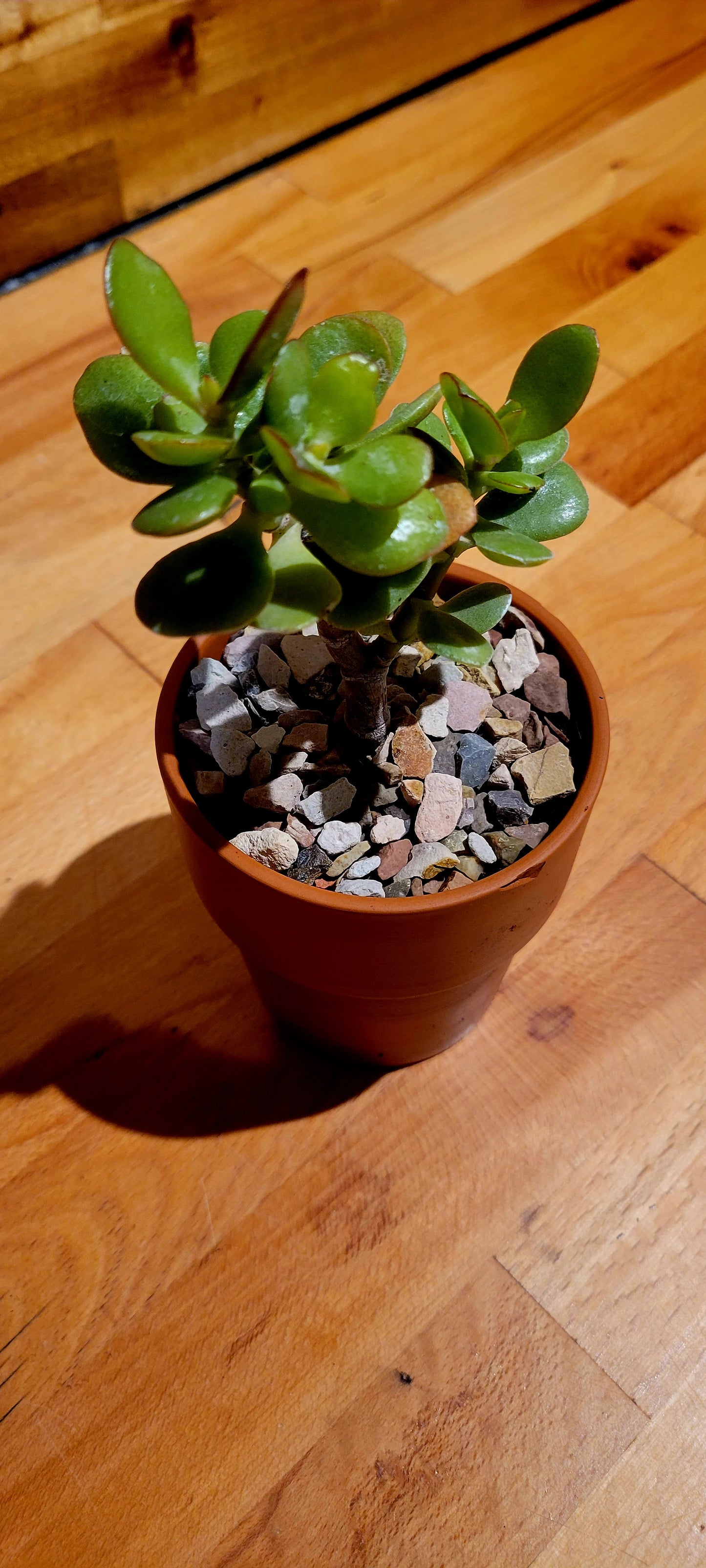 4" Jade Plant