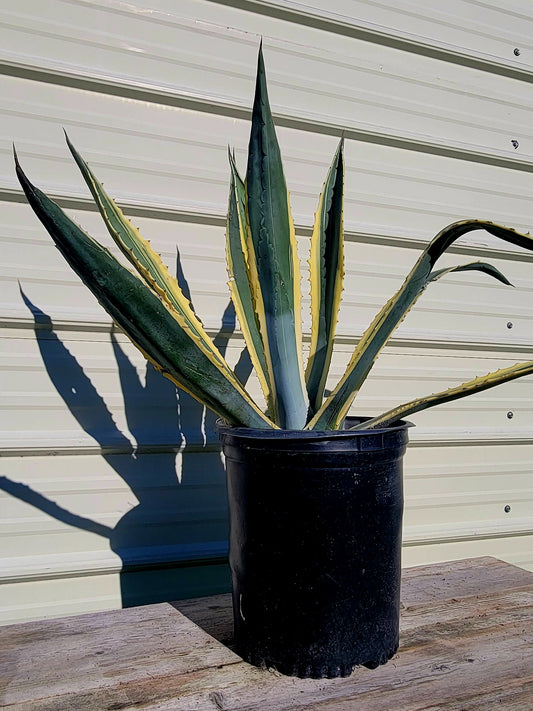 Agave Americana Var. 5 gal