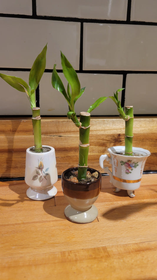 Bamboo Single