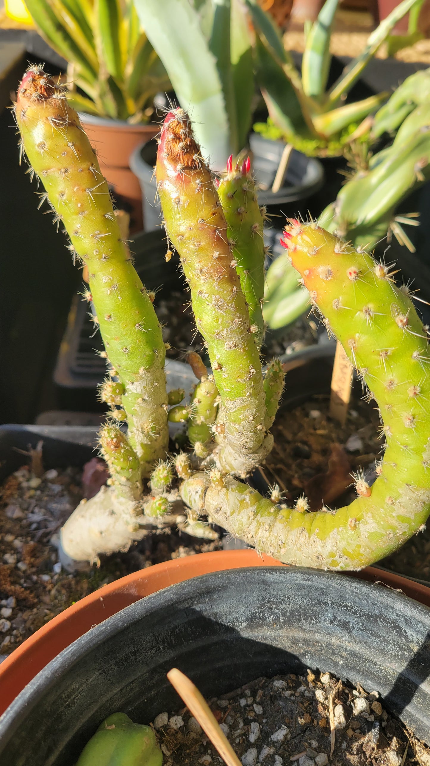 Austrocylindropuntia 1gal