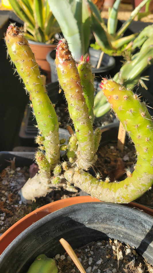 Austrocylindropuntia 1gal