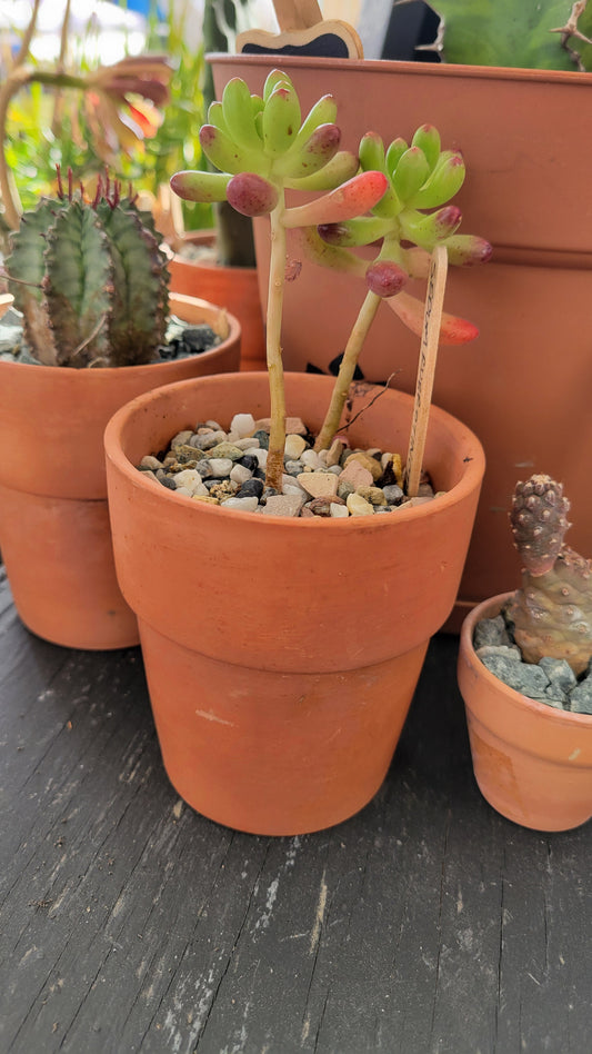 Potted Cacti $8