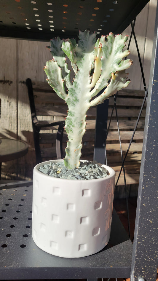 Potted Succulent $20