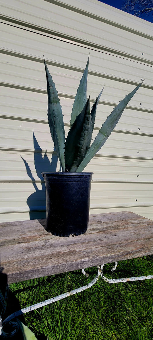 Agave Americana 5 Gal