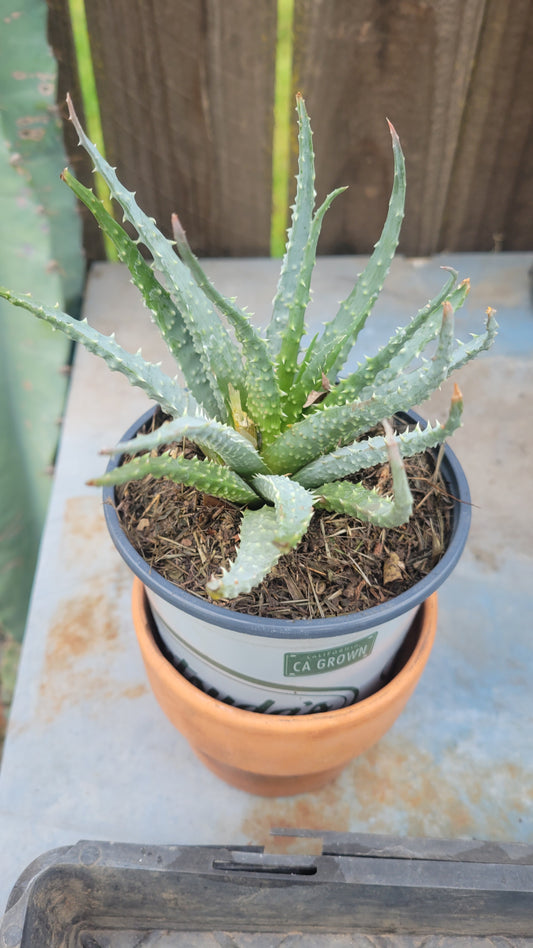 Aloe Humilis 4"