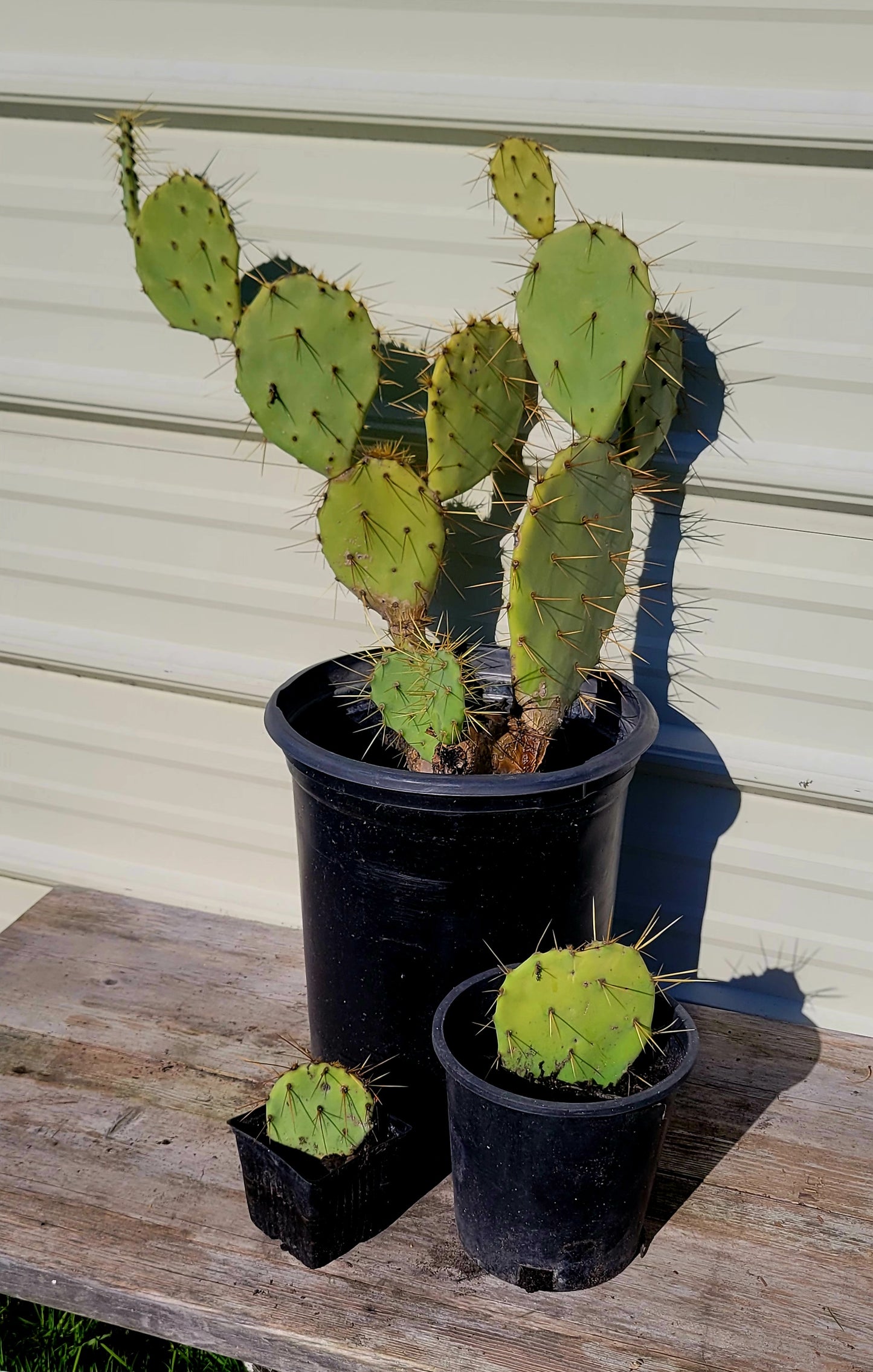 Opuntia Engelmannii 1 Gal