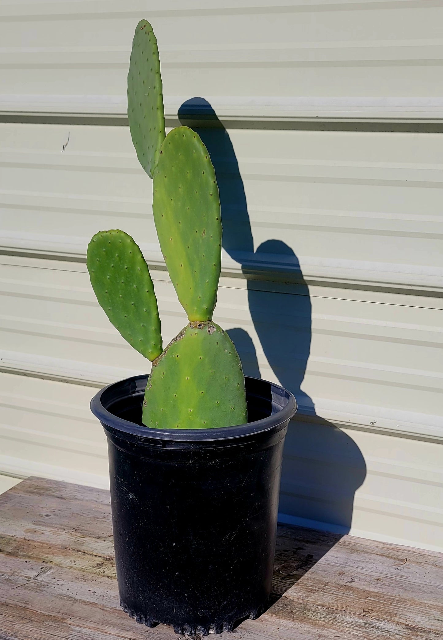 Opuntia Ficus 5 Gal