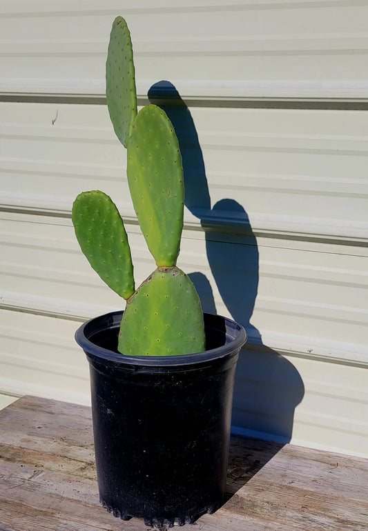 Opuntia Ficus 5 Gal