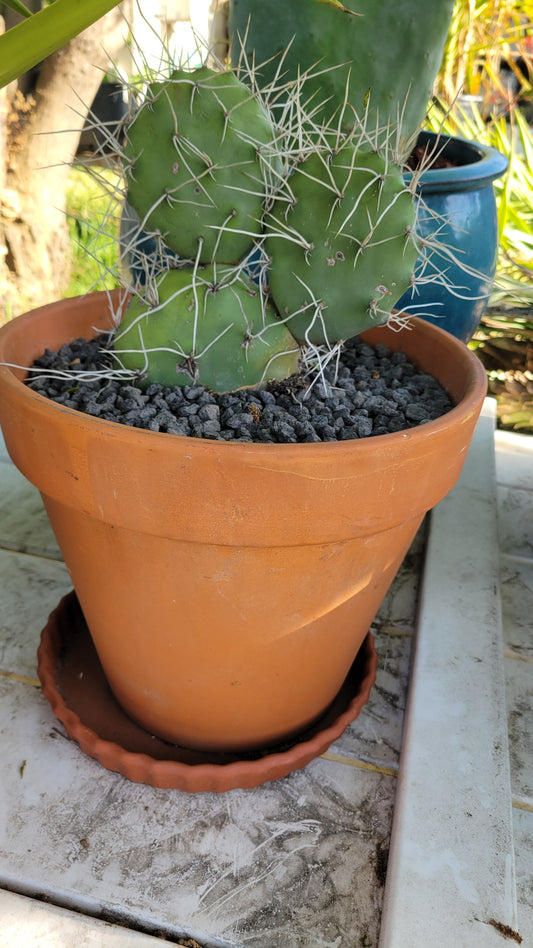Potted Cacti $25