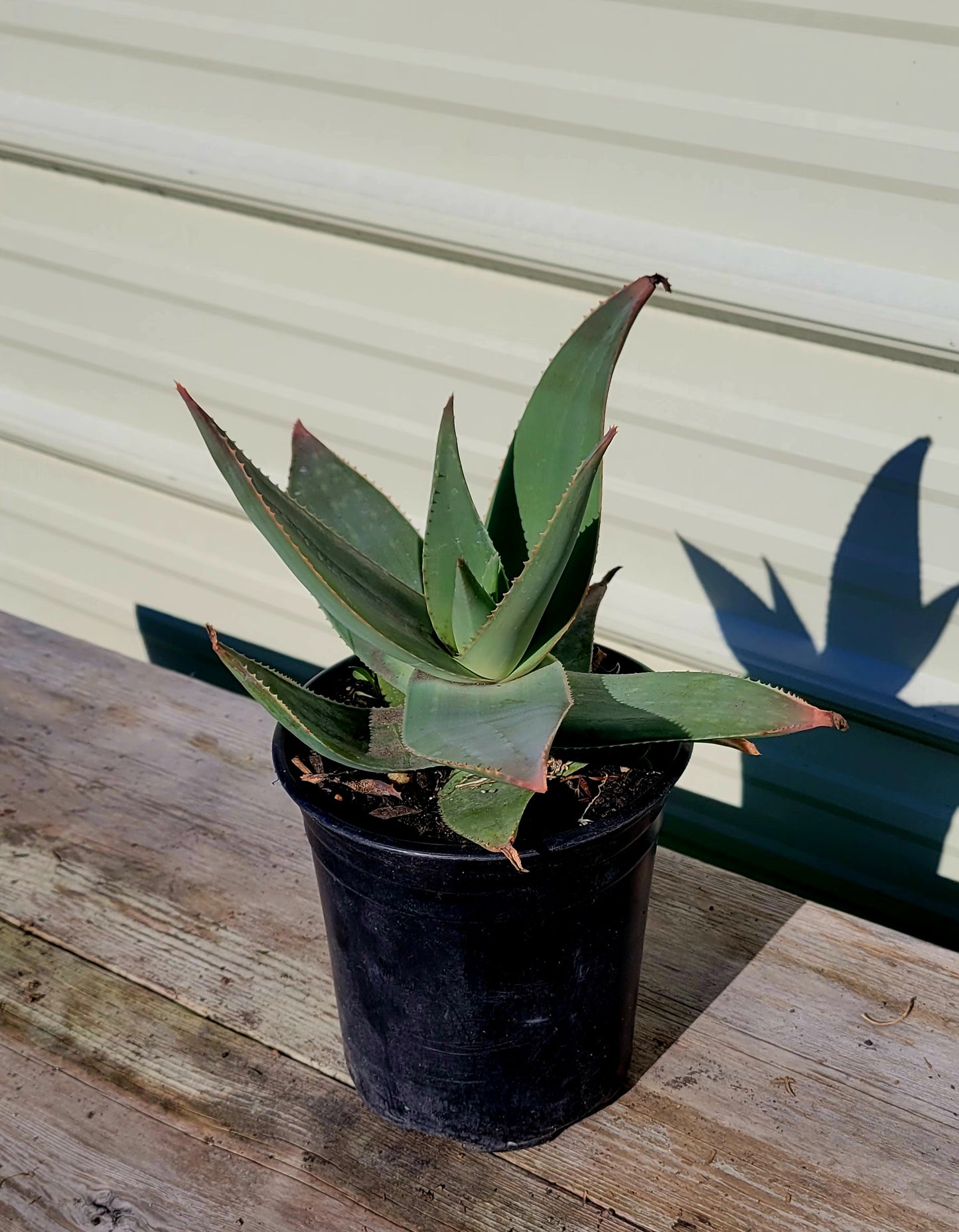 Aloe Striata Hybrid 1 Gal